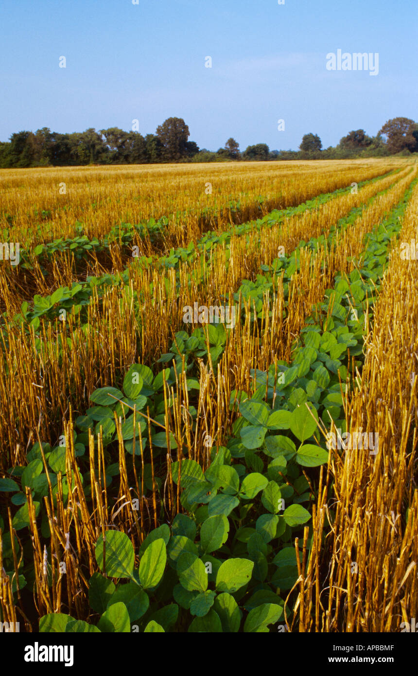 Tennessee farm soybean hires stock photography and images Alamy