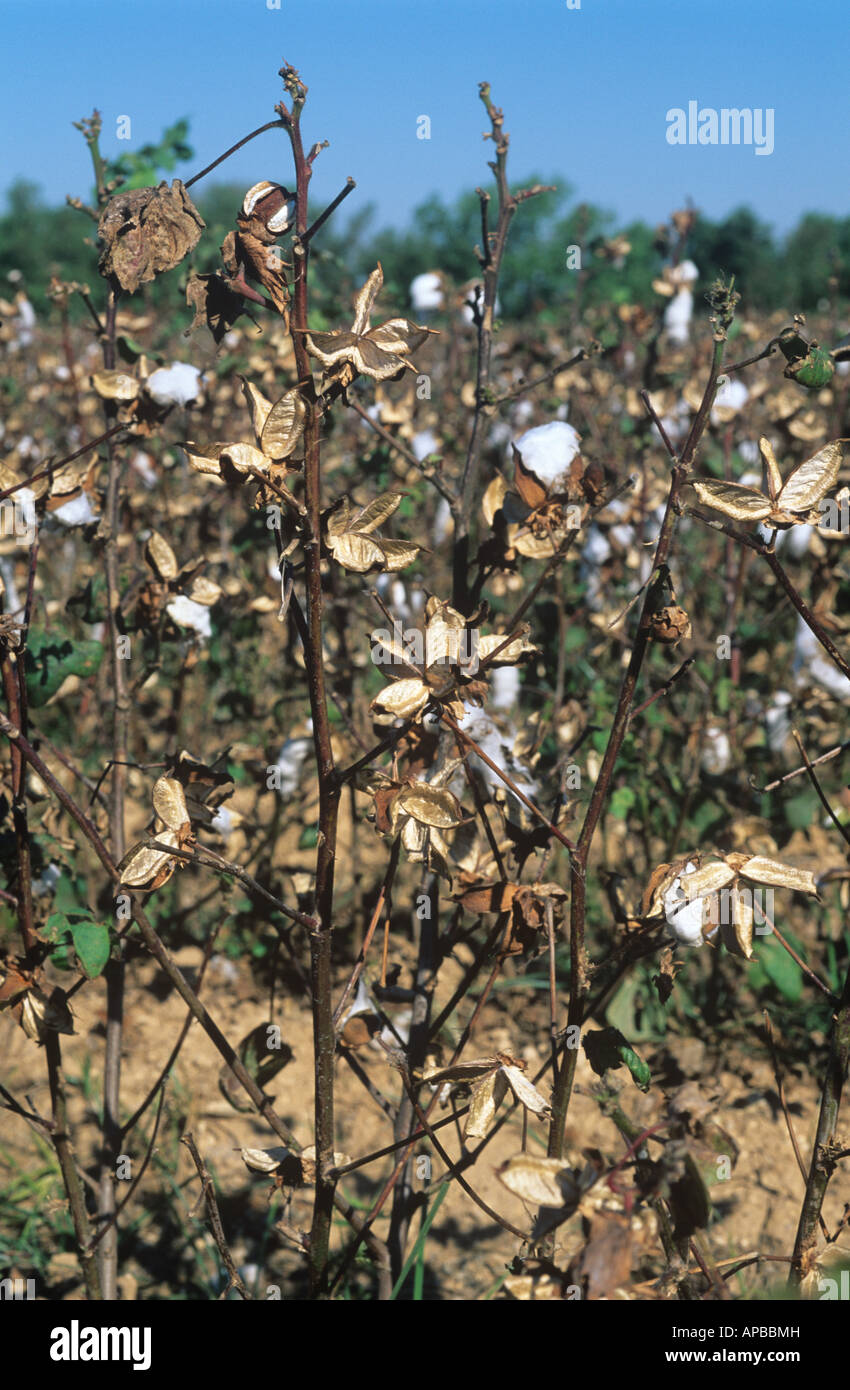 Cotton Bolls High Resolution Stock Photography and Images Alamy