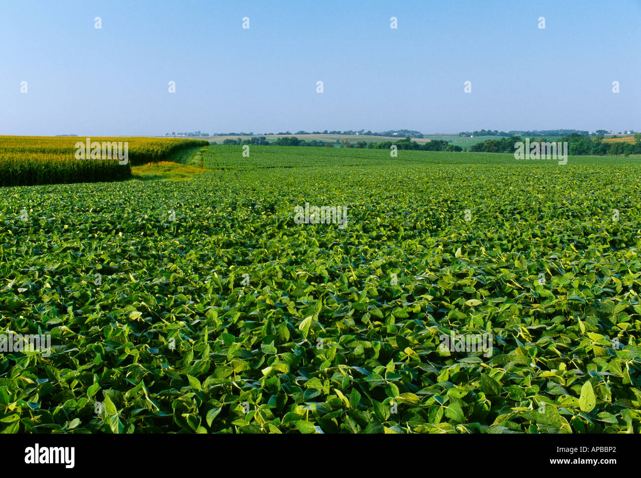 Agriculture - Field of mid growth soybeans in hazy morning light with a grain corn field on the left / Iowa, USA. Stock Photo