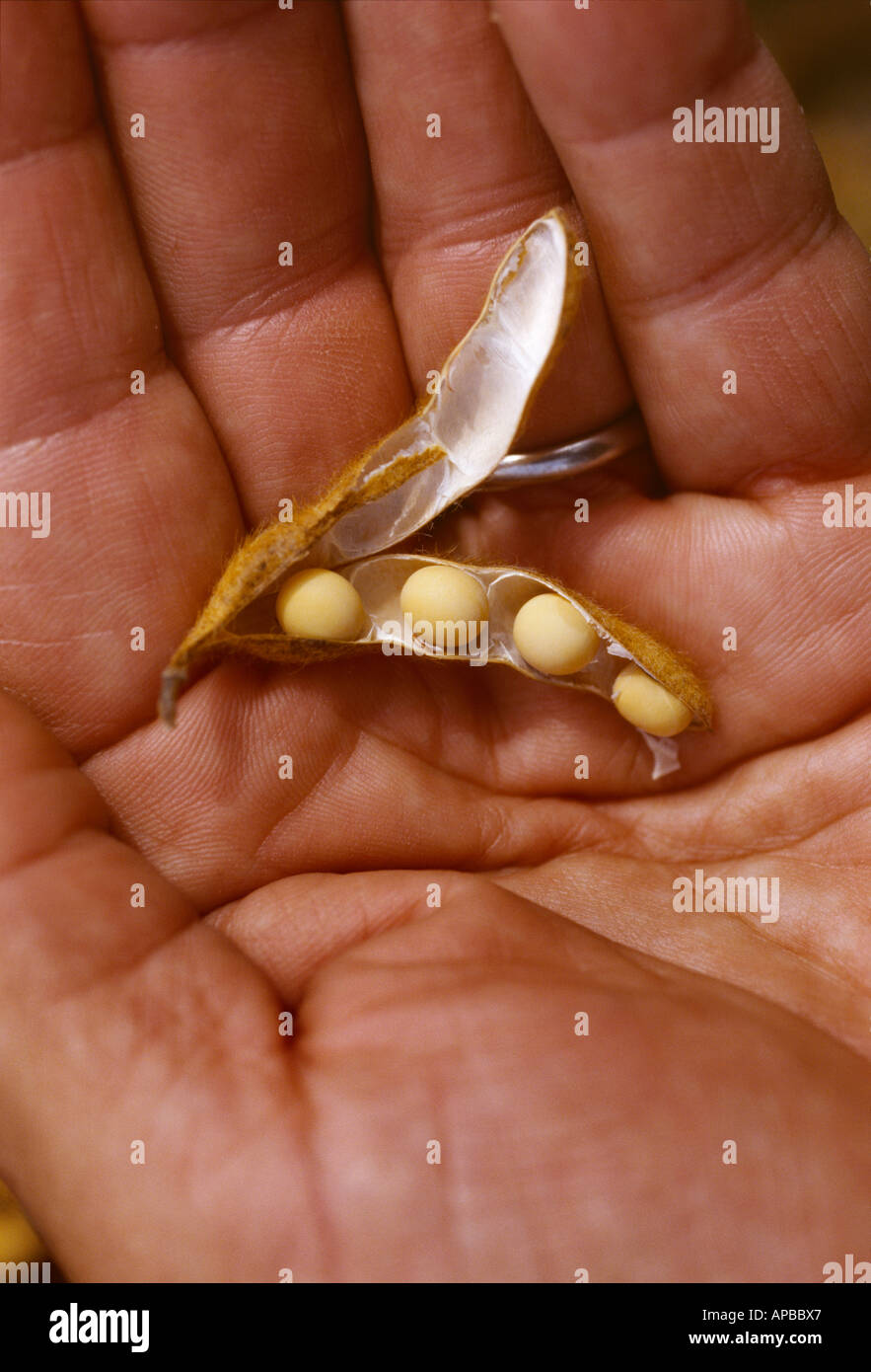 A mature soybean pod rests in the hand of a farmer with the pod opened up to reveal the beans inside / Arkansas, USA. Stock Photo