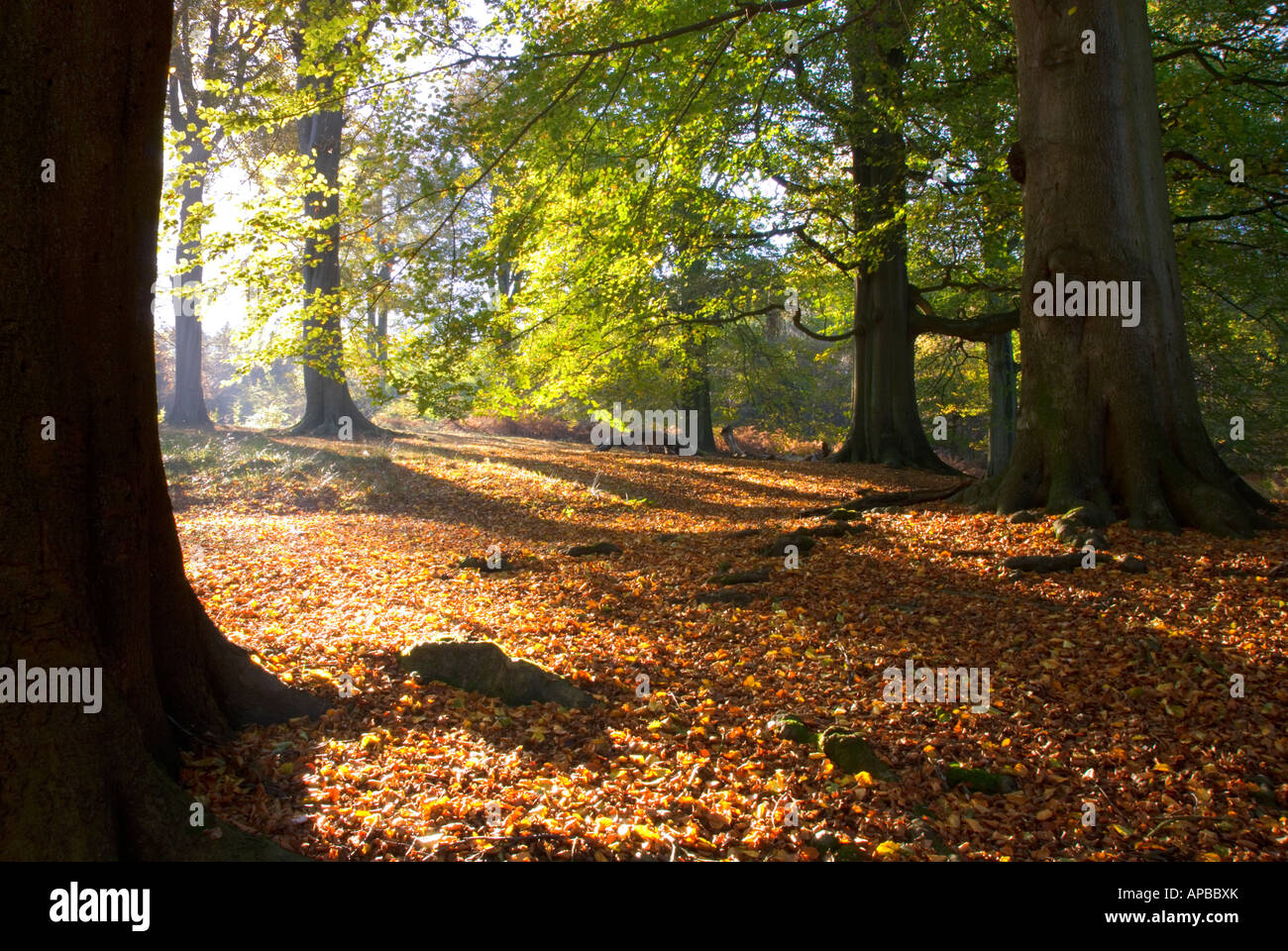 English woodland scene in autumn showing rich autumn colours in the early light Stock Photo