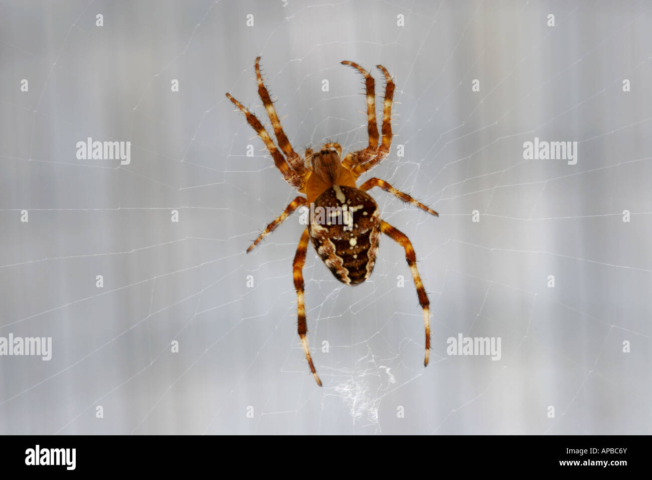 Garden Spider in it's web Stock Photo - Alamy
