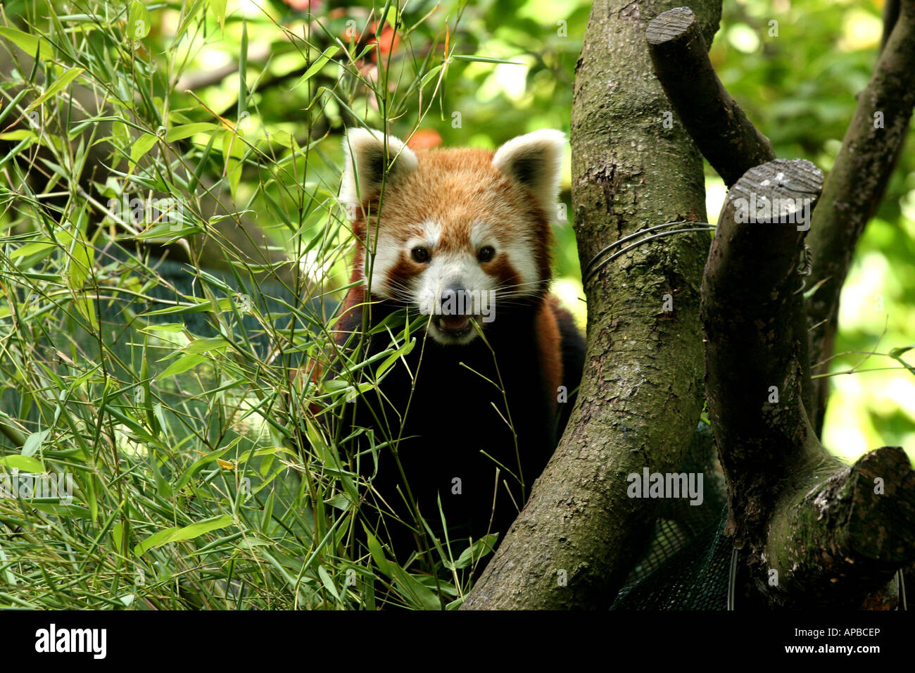 Red Panda or Lesser Panda, Ailurus fulgens Stock Photo