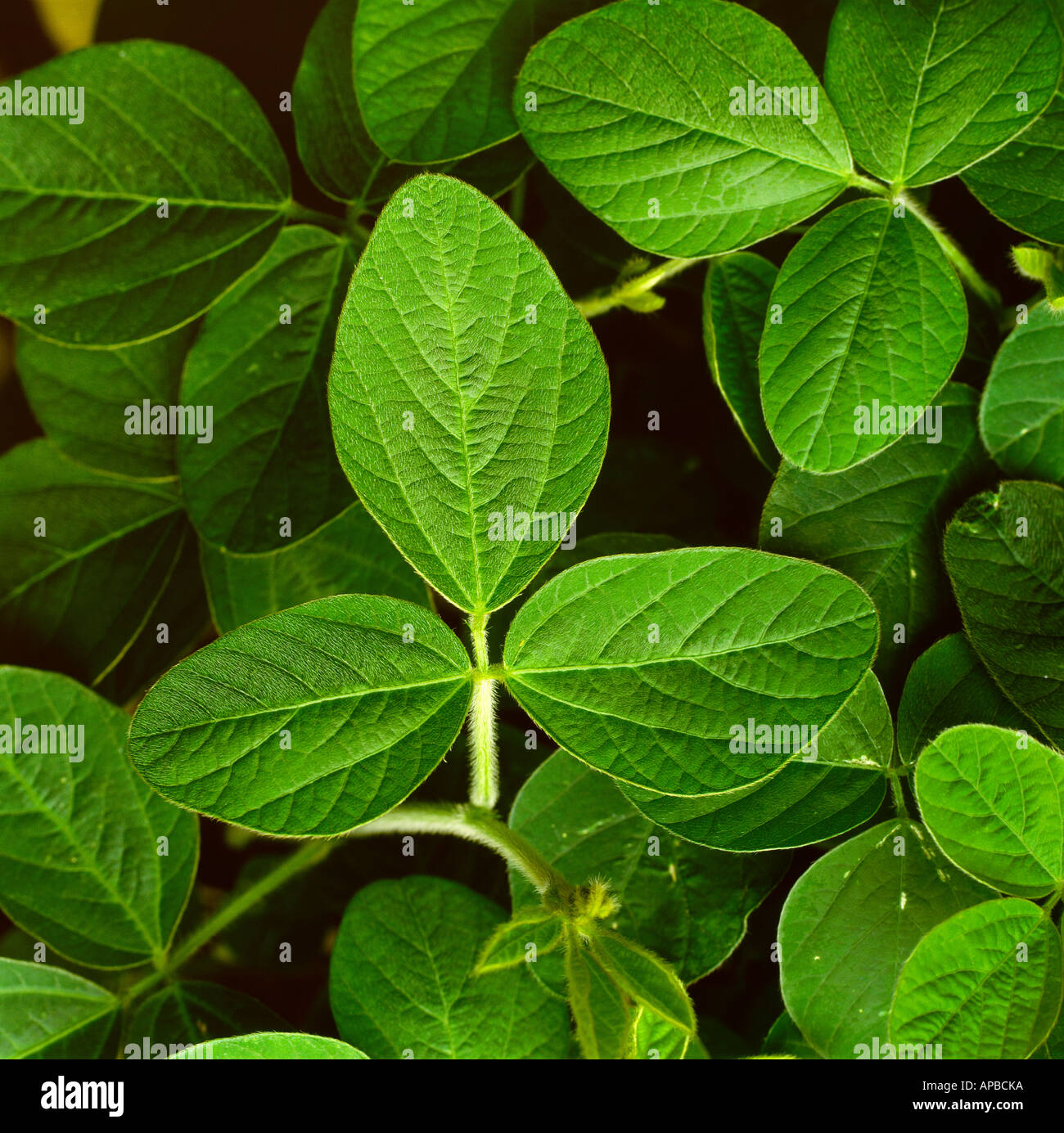 soybean plant stock photos soybean plant stock images alamy