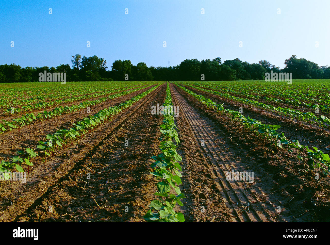 Agriculture - Early growth cotton plants growing in a reduced till field / Helms, Arkansas, USA. Stock Photo