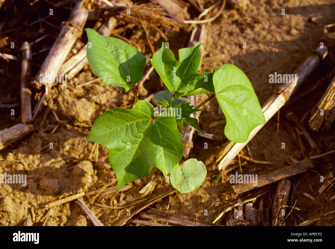 Agriculture An early growth cotton plant at the 5leaf stage growing