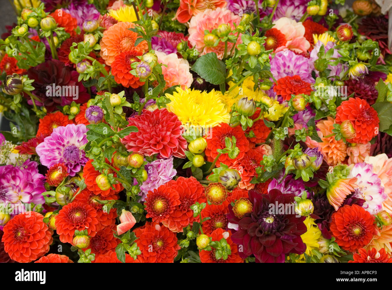 Downtown coeur d alene hires stock photography and images Alamy