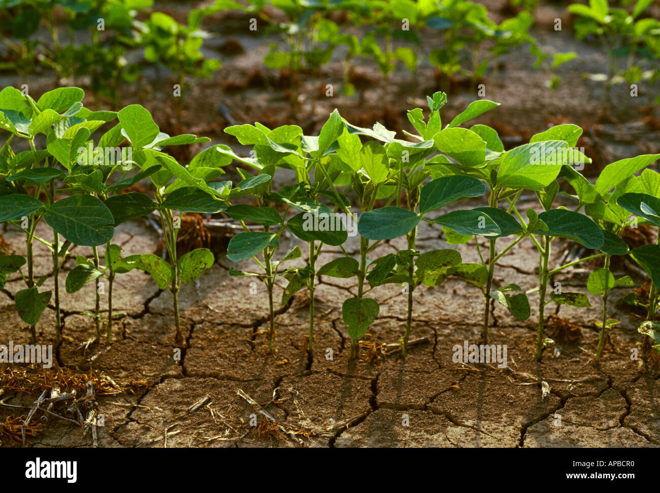 Agriculture green field early hi-res stock photography and images - Alamy