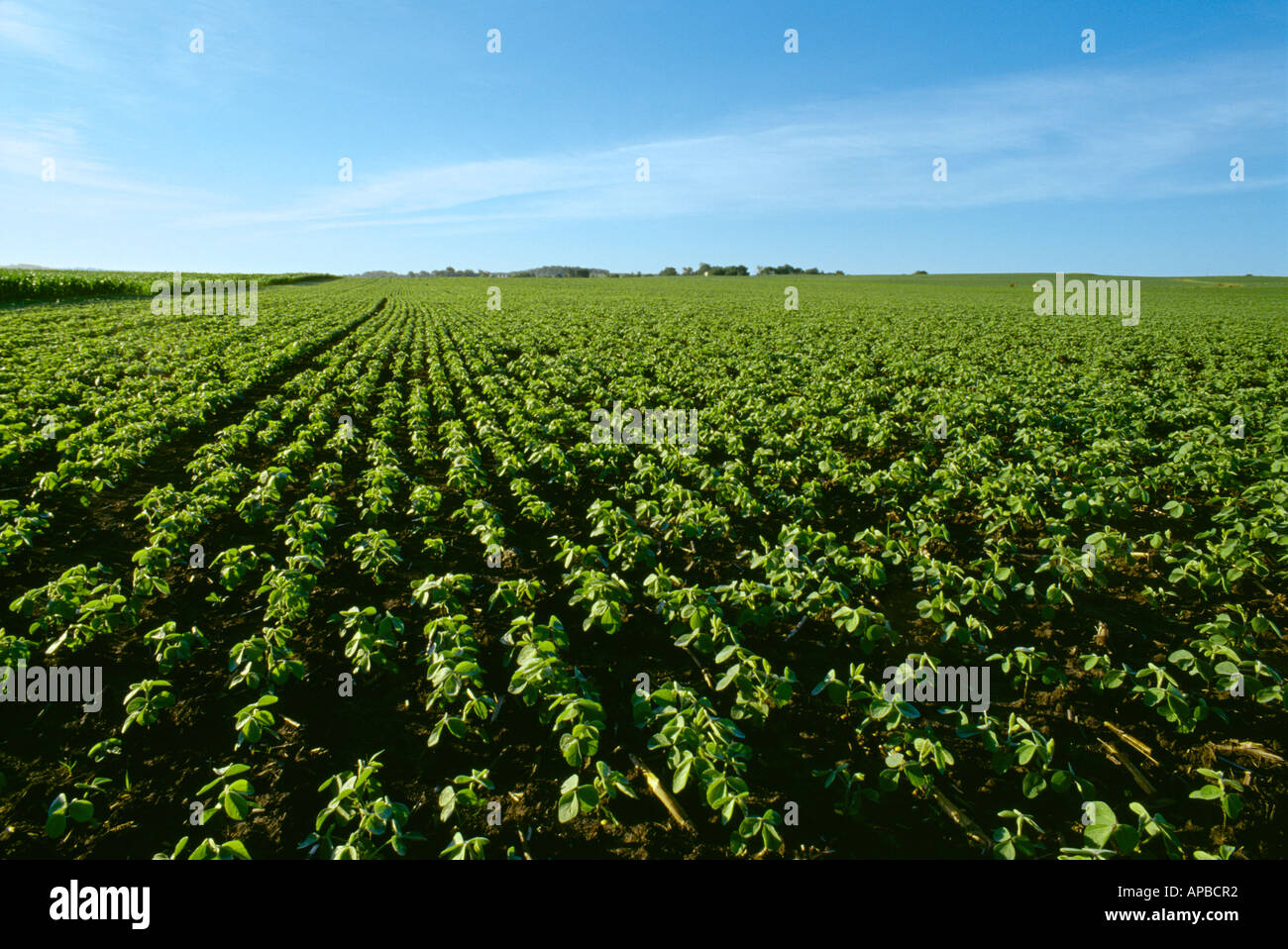 Agriculture A field of notill Roundup Ready soybeans growing in corn