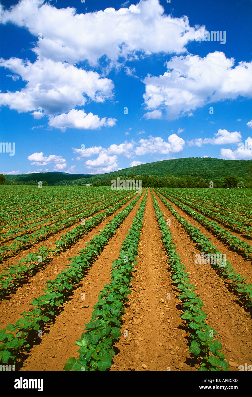 Agriculture A clean early growth cotton field growing in red clay soil / Northeast Alabama