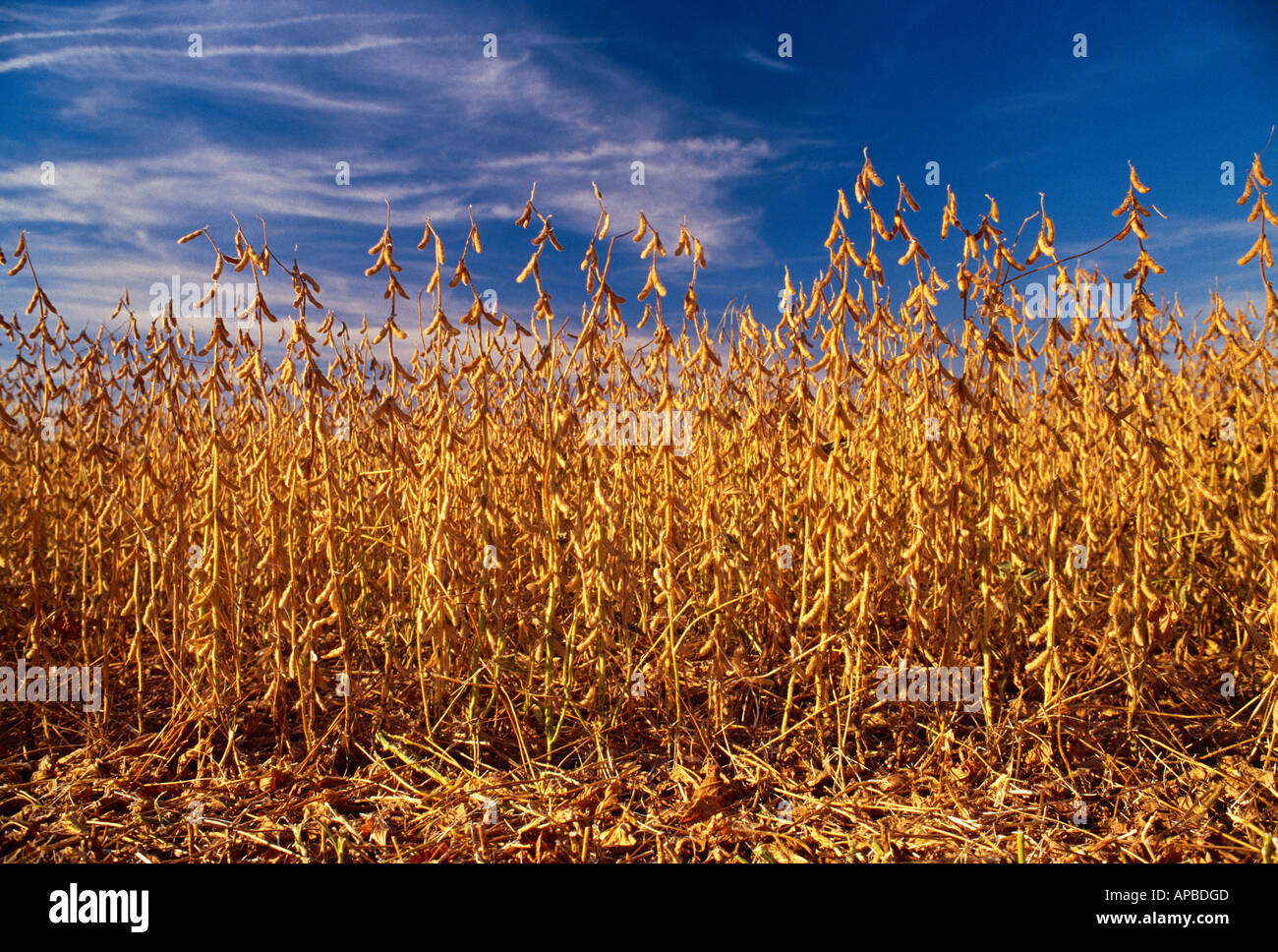 Agriculture - Sideview of a stand of mature soybeans ready for harvest / Illinois, USA. Stock Photo
