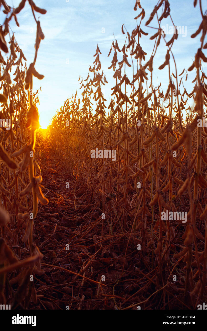 Looking down between two rows of mature soybeans ready for harvest with the sun setting in the distance / Illinois, USA. Stock Photo