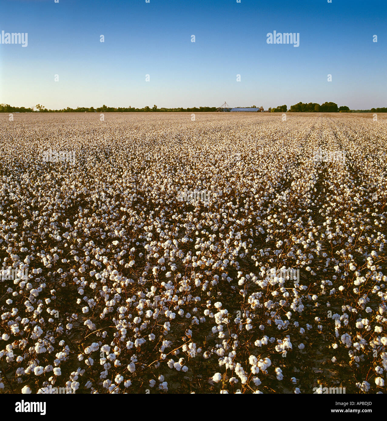 Harvest stage cotton with farm buildings and grain bins in the distance