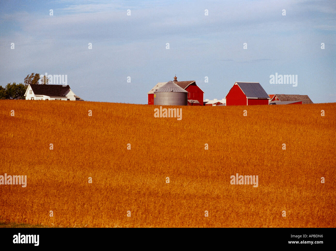 Agriculture Mature field of harvest ready soybeans with farmstead