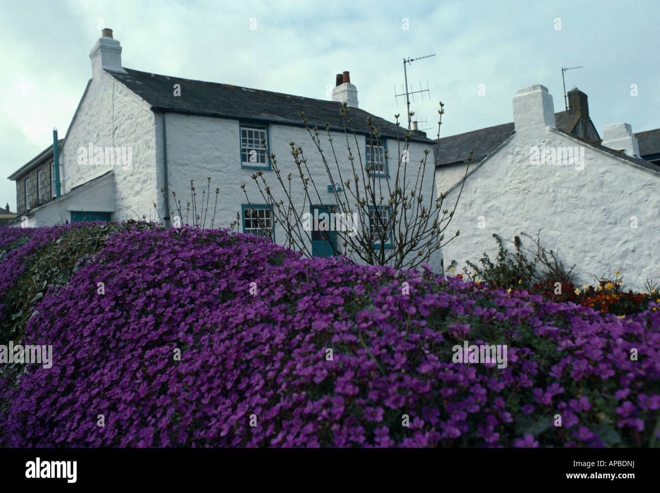 Purple aubretia on wall in front of white cottage Stock Photo