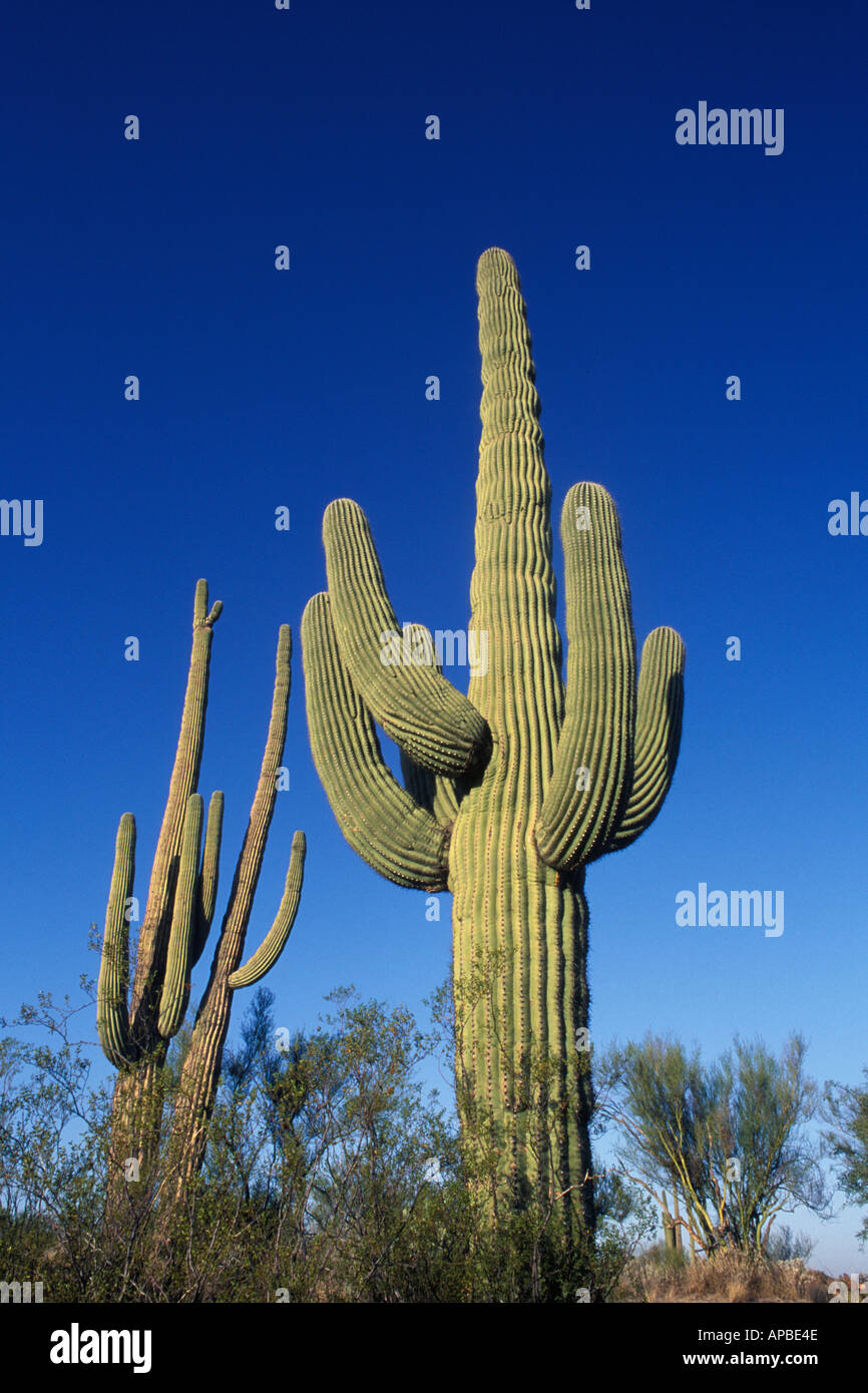 Saguaro cactus in the Sonoran desert Arizona Stock Photo - Alamy