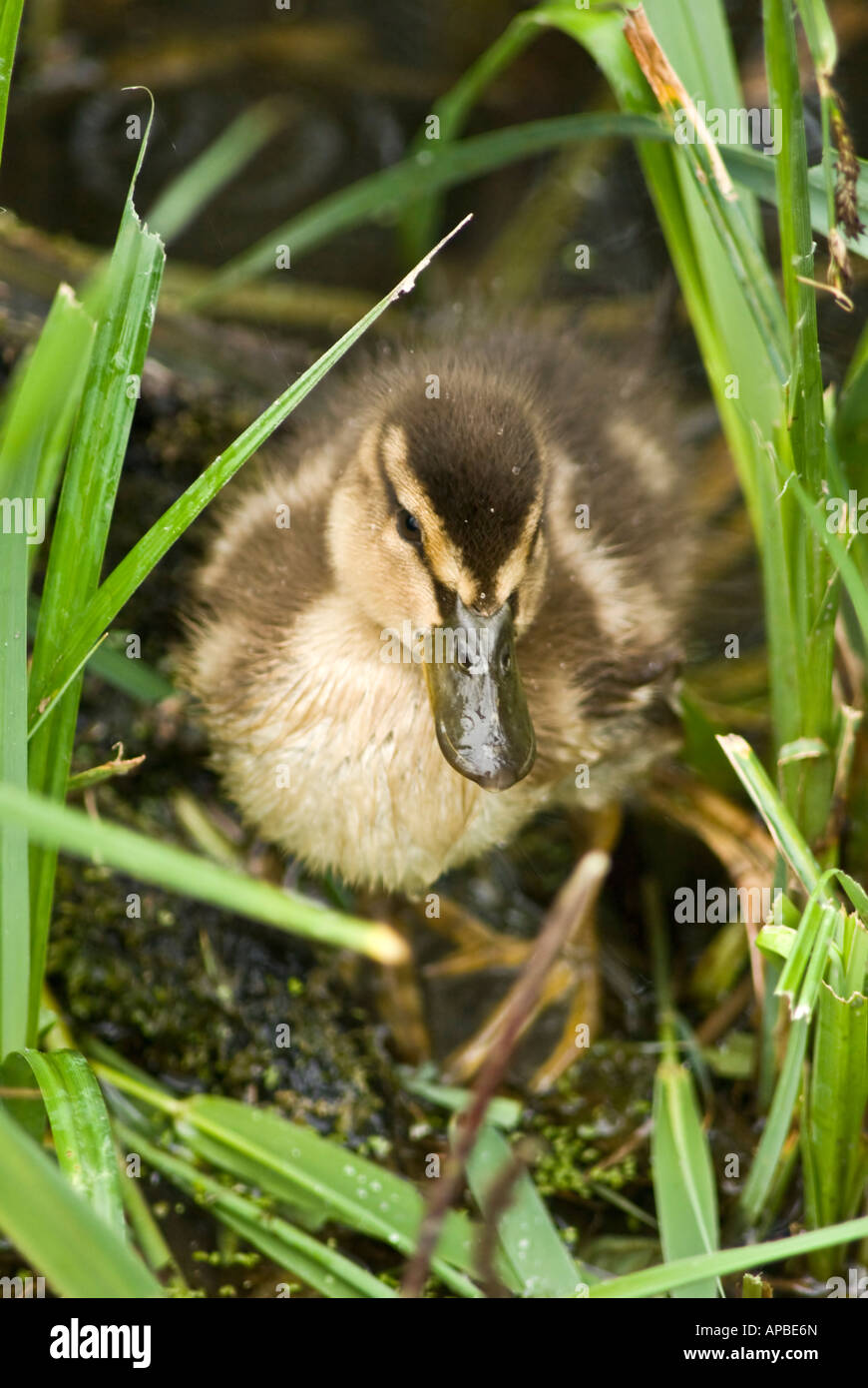 Mallard duckling[Anus Platyrhynchos] Stock Photo