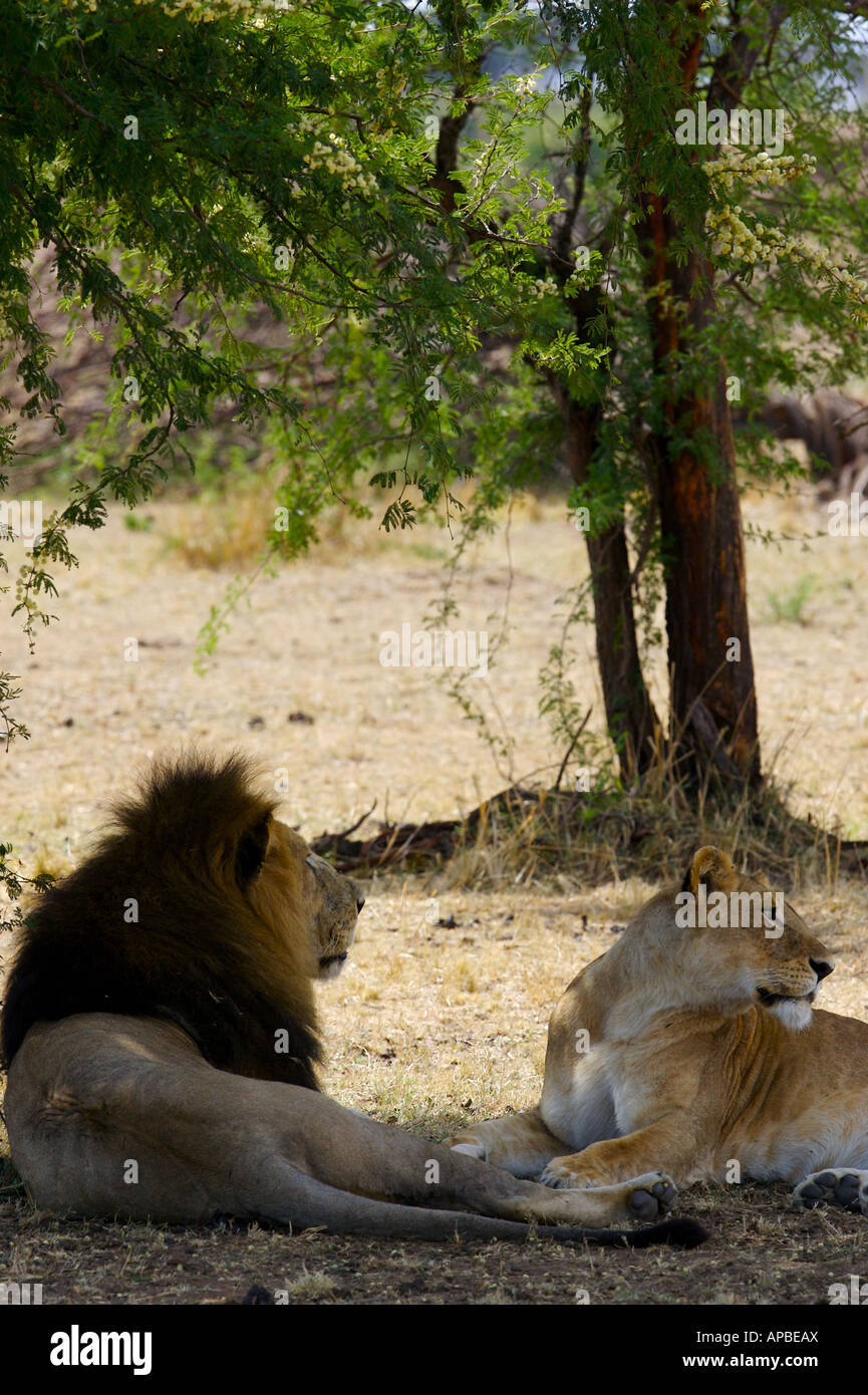 African Mating Lions Stock Photo - Alamy