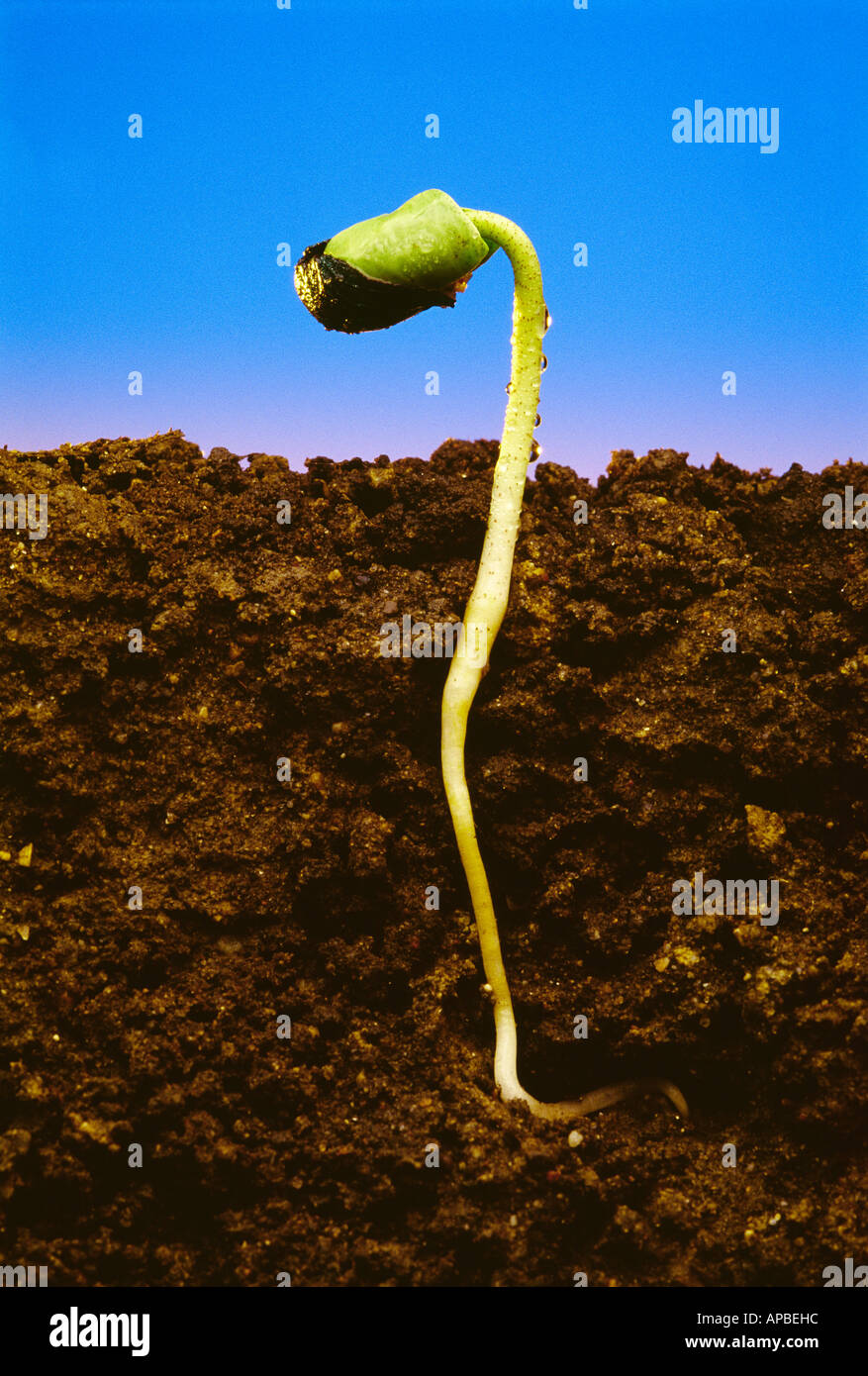 Agriculture Closeup of a cotton seedling emerging from the soil