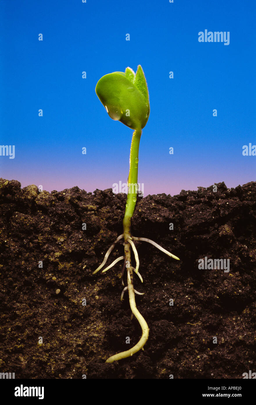 Seedling And Roots Stock Photos & Seedling And Roots Stock Images Alamy
