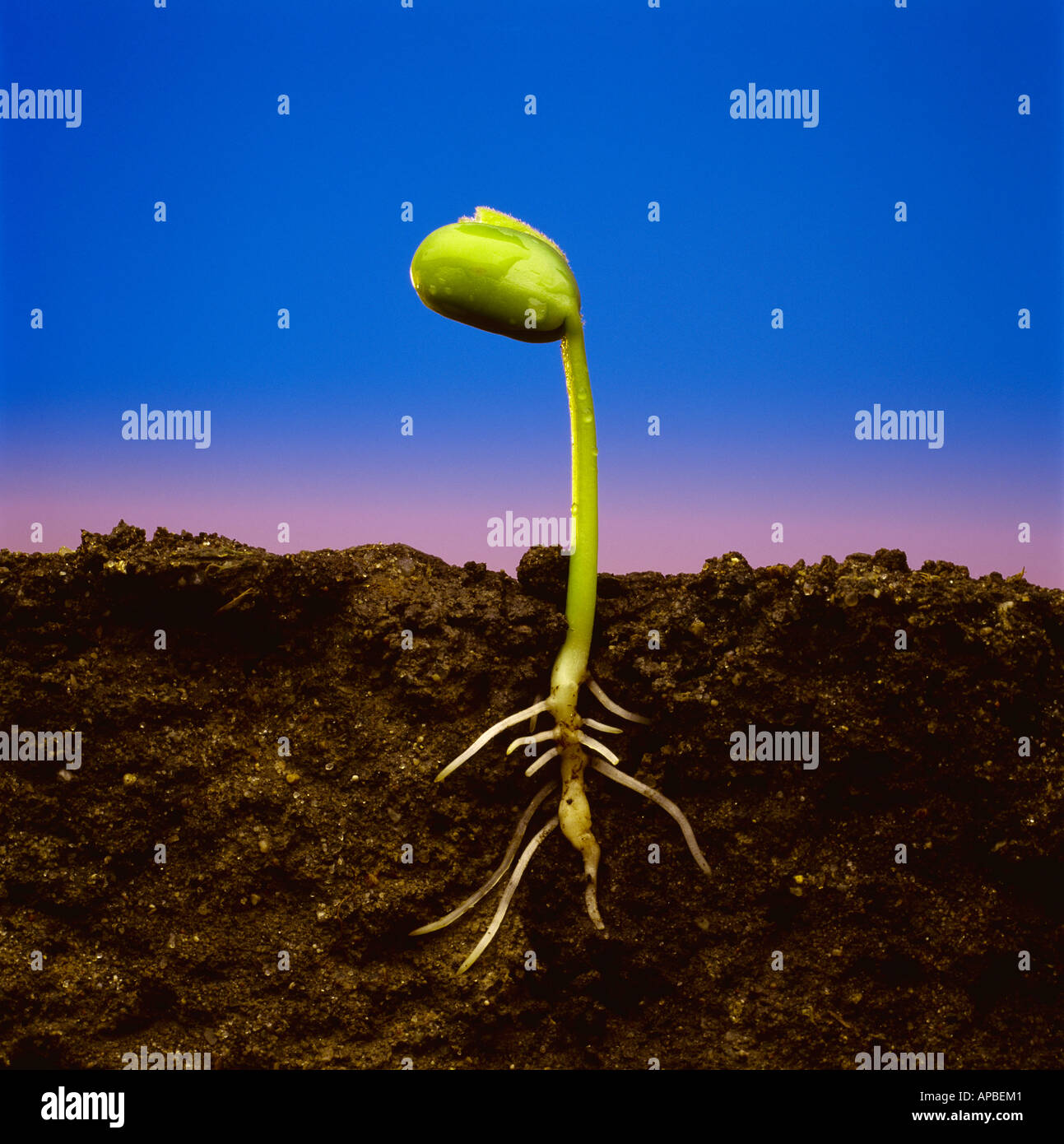 Soybean seedling hires stock photography and images Alamy