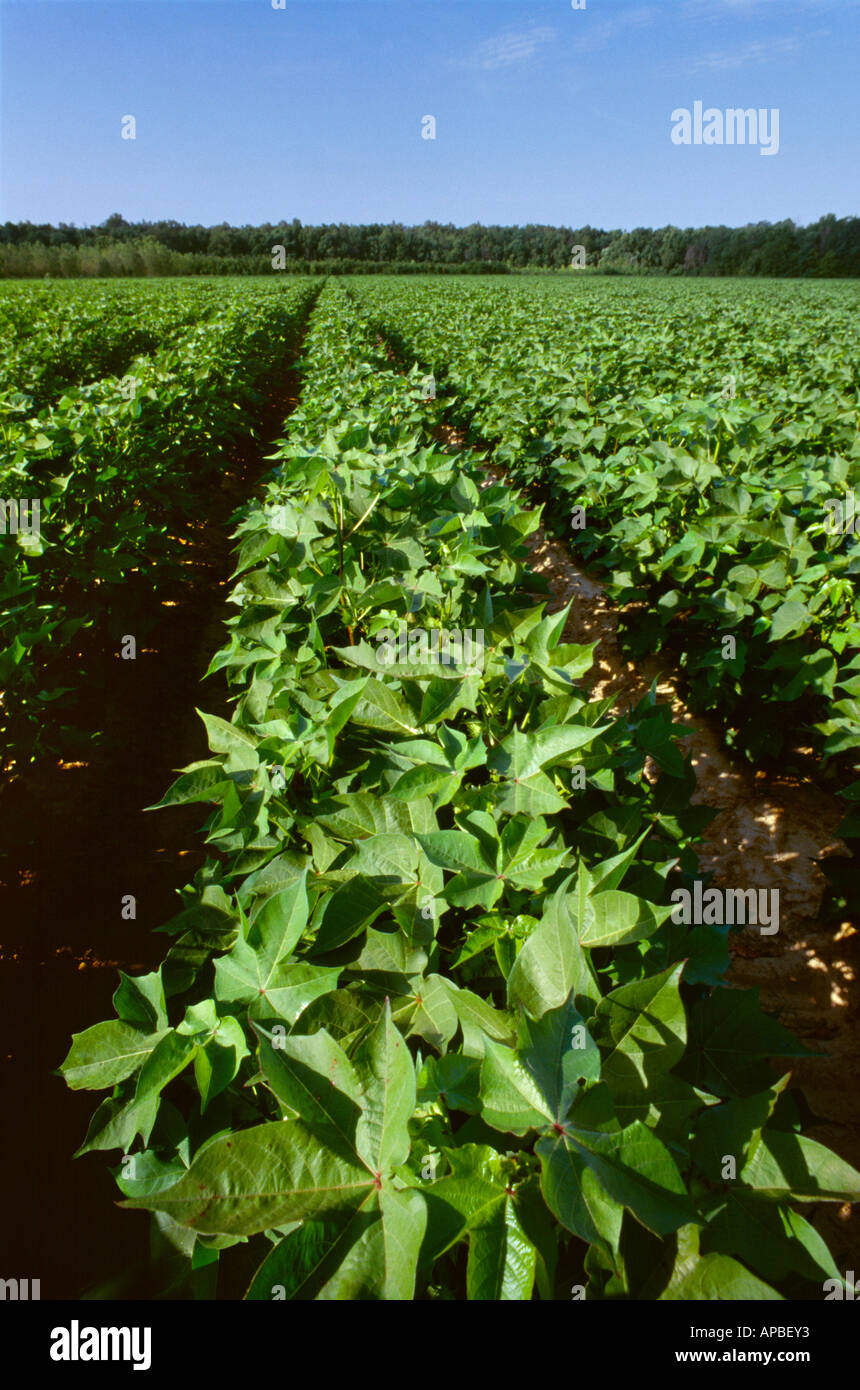 Agriculture - Field of mid growth cotton plants in morning light / Tennessee, USA. Stock Photo