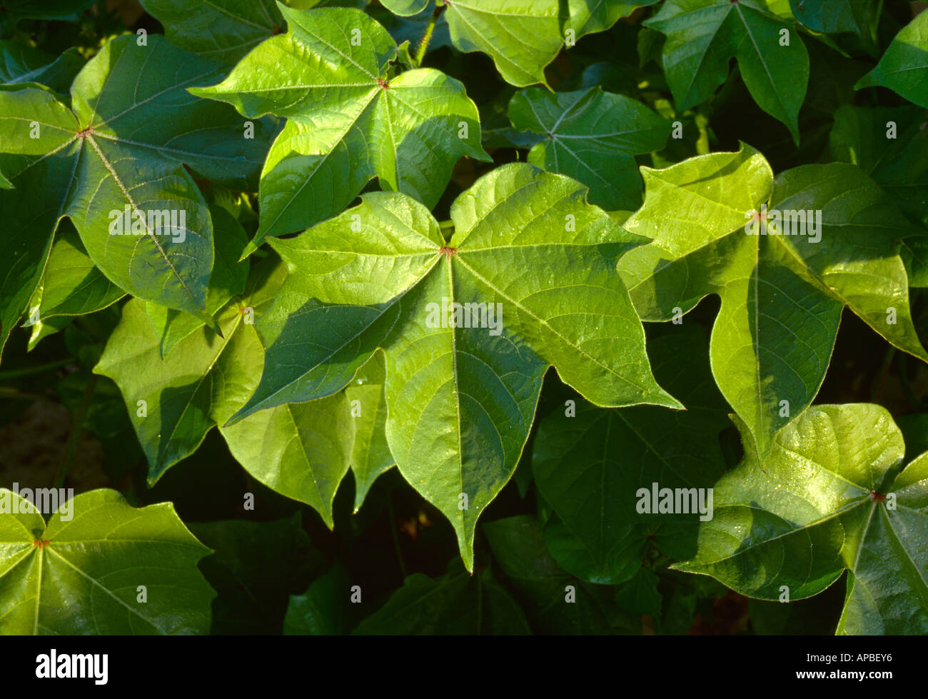 Agriculture - Closeup of healthy mid growth cotton plant foliage / Tennessee, USA. Stock Photo