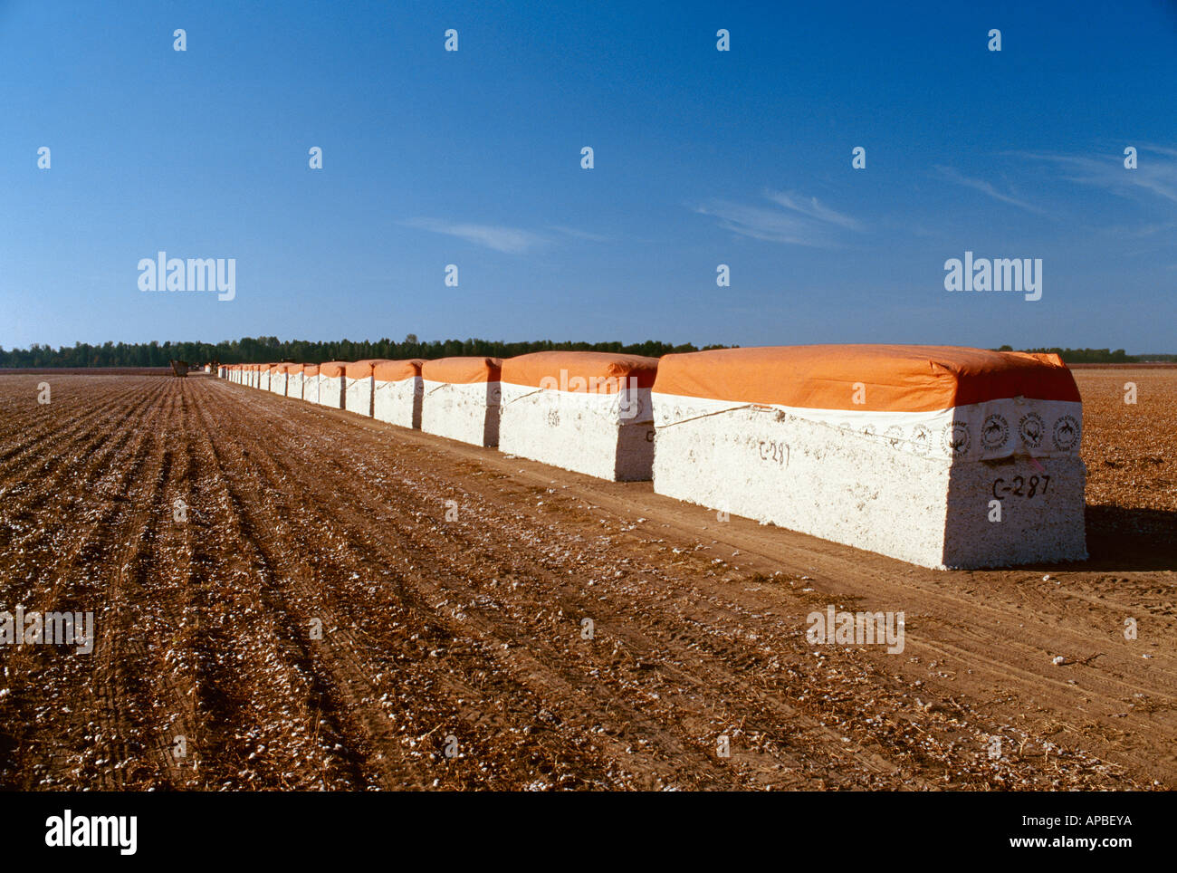 Cotton modules sit along a turnrow in a harvested field awaiting Stock Photo 8993337 Alamy