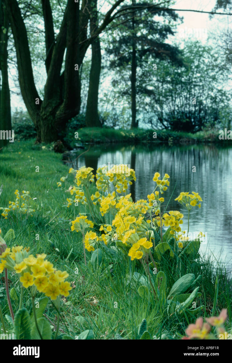 Yellow primula bulleyana growing on grassy riverbank in large Spring garden Stock Photo