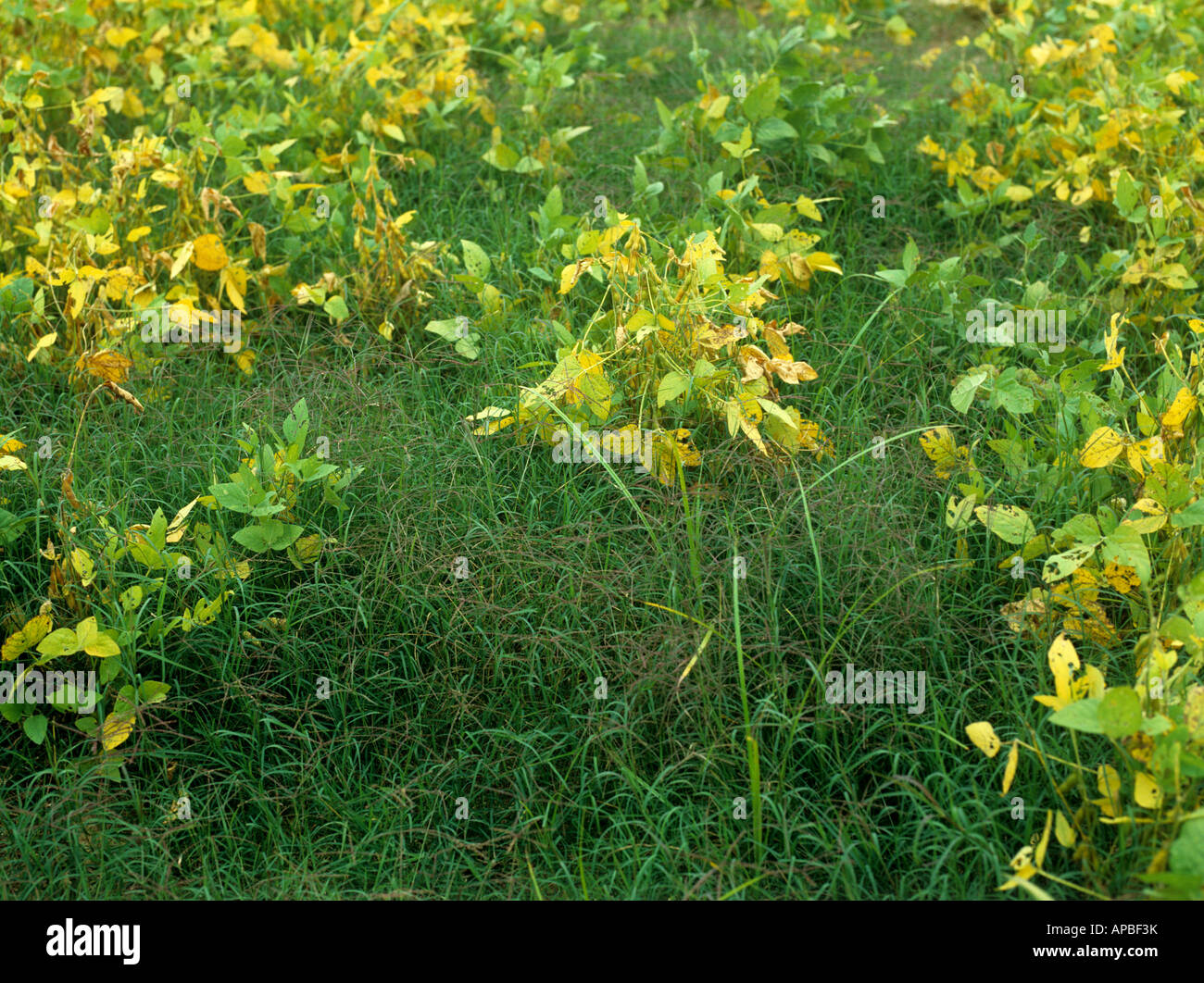 Bermuda grass Cynodon dactylon grass weeds in a very weak soya crop North Carolina Stock Photo