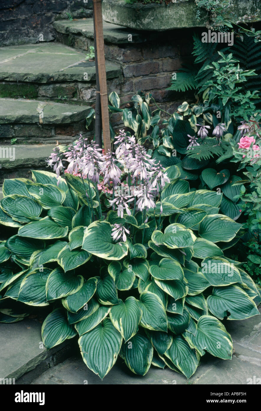 Close up of flowering Hosta Fortunei Aurea Marginata Stock Photo