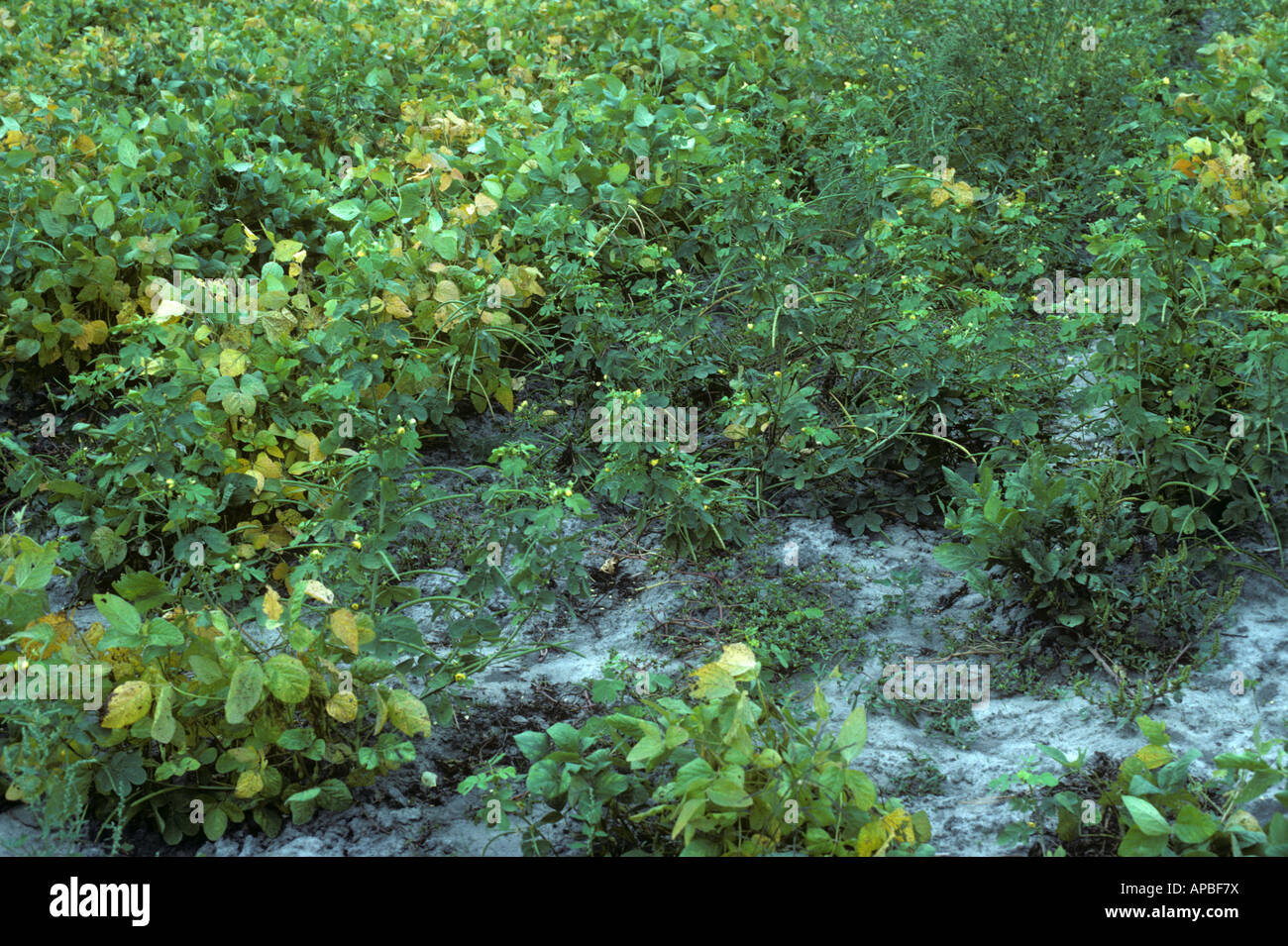 Sicklepod, Senna tora, weeds flowering in a weak soybean crop USA Stock Photo