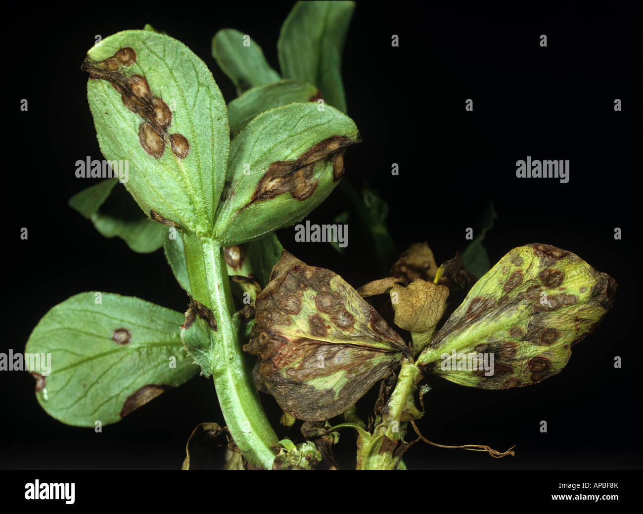 Leaf spot (Ascochyta fabae) lesions field bean leaf Stock Photo