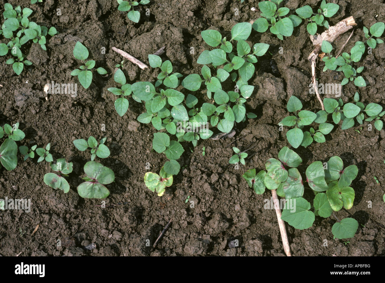 Various broad leaved weeds in seedling cotton crop Greece Stock Photo