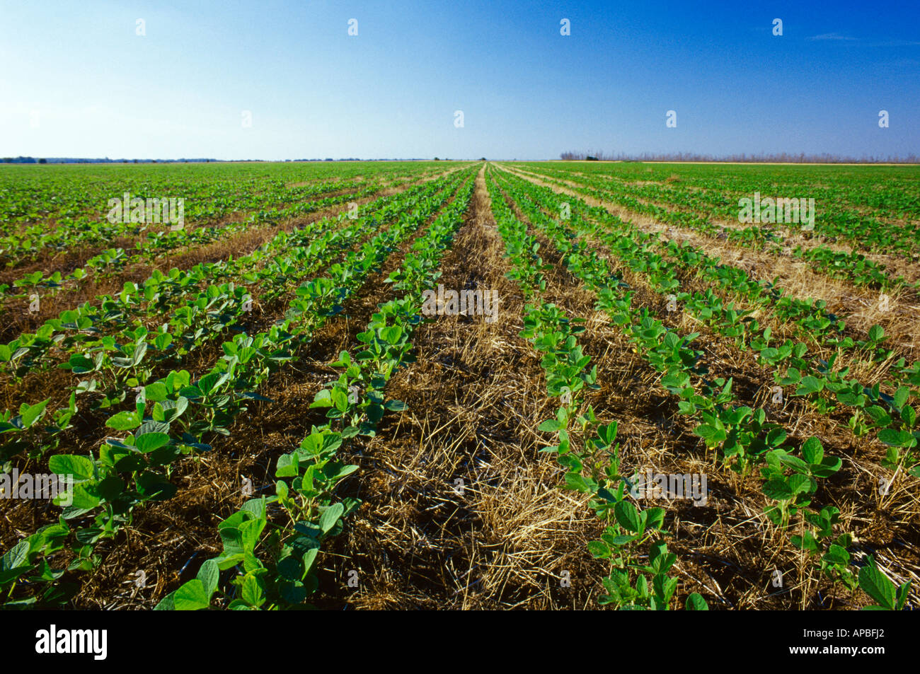 Field of early growth no-till soybean plants emerging in the residue of the preceding year's wheat crop / Arkansas, USA. Stock Photo