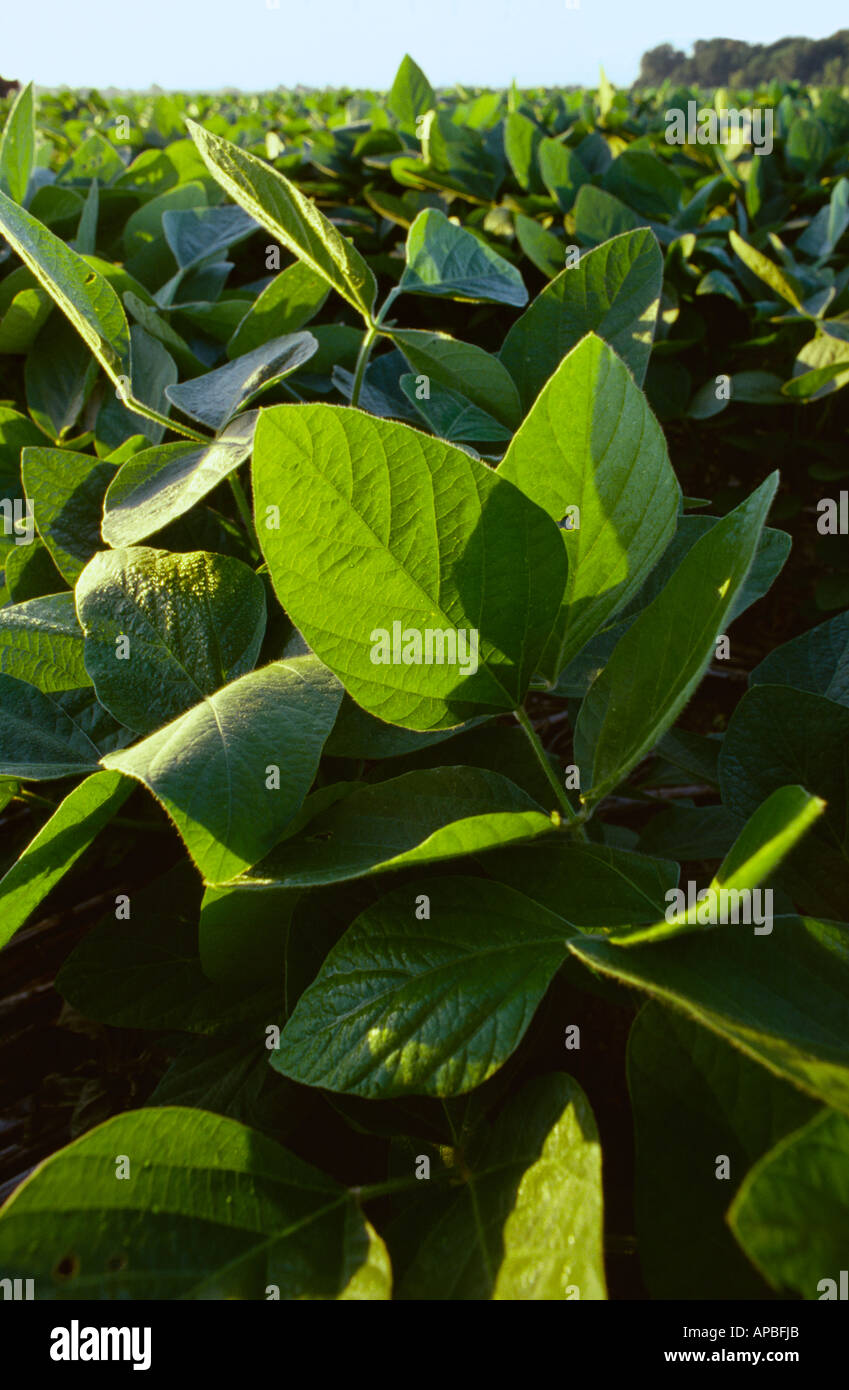 Field mid growth soybean plants hi-res stock photography and images - Alamy
