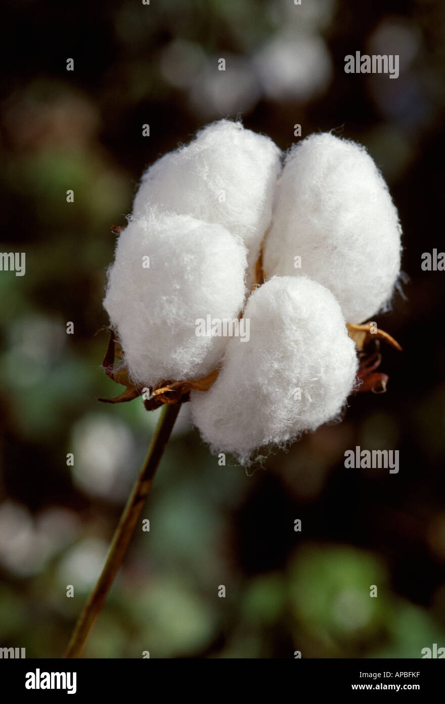 Cotton boll hi-res stock photography and images - Alamy