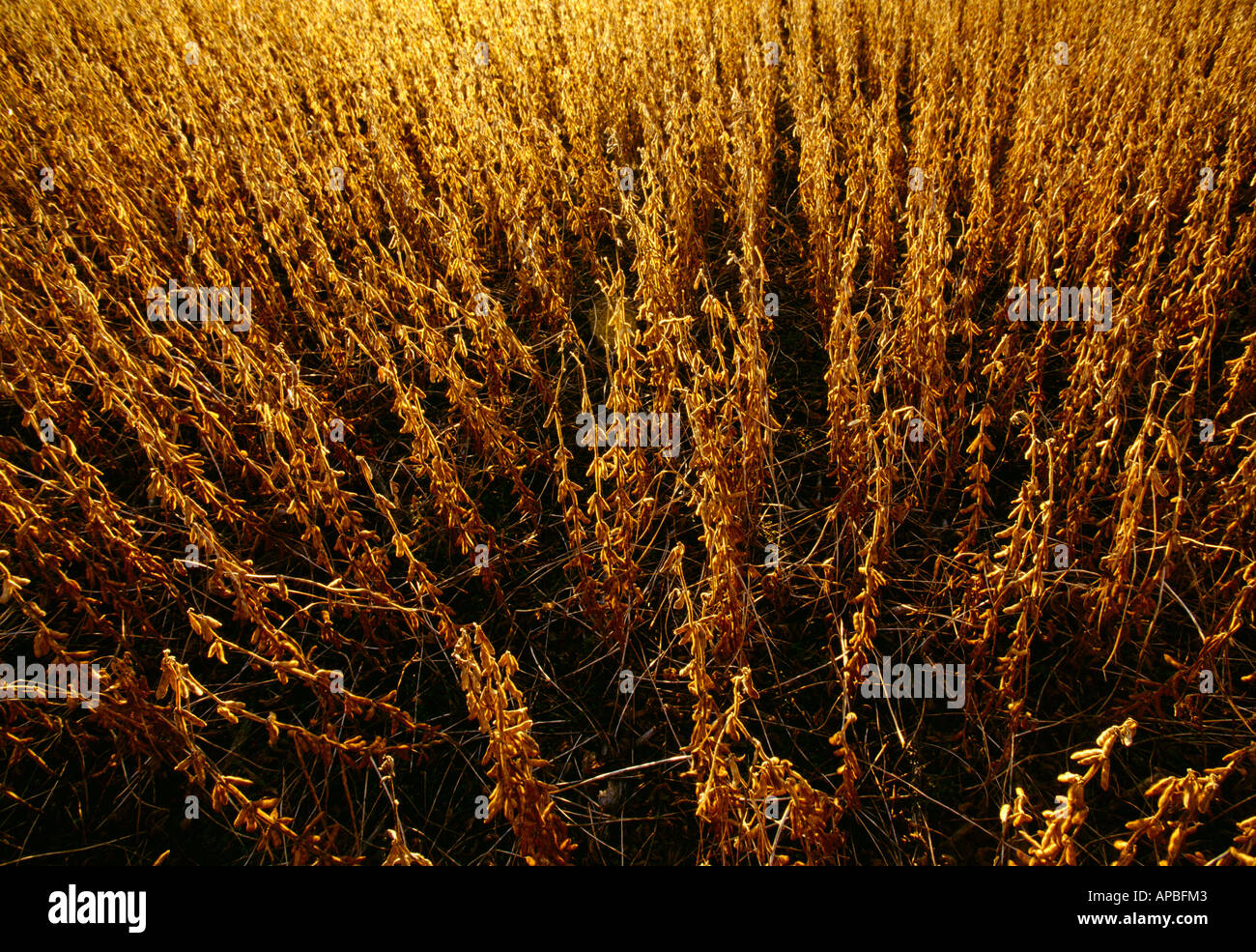 Agriculture Mature harvest ready soybeans in late afternoon light
