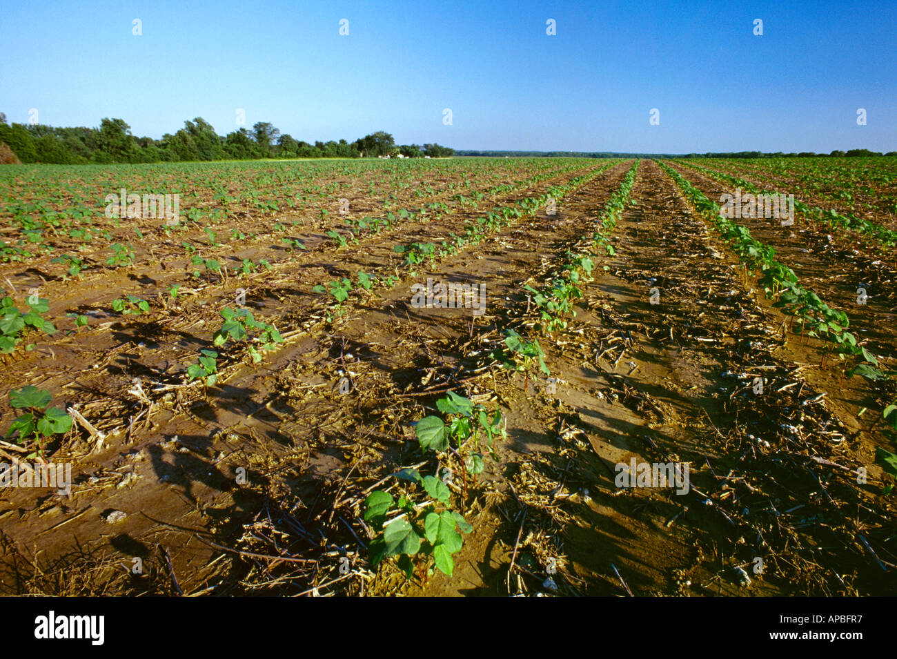 Agriculture - Field of early growth no-till cotton at the 4-5 leaf stage in late afternoon light / Tennessee, USA. Stock Photo