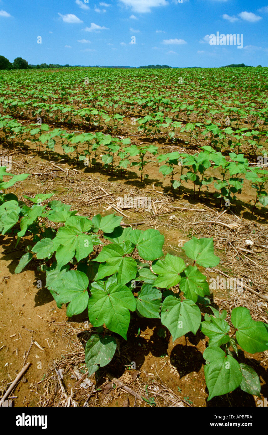 Low angle view of rows of early growth no-till Roundup Ready, genetically modified (GM) cotton at the 6-8 leaf stage / Tennessee Stock Photo