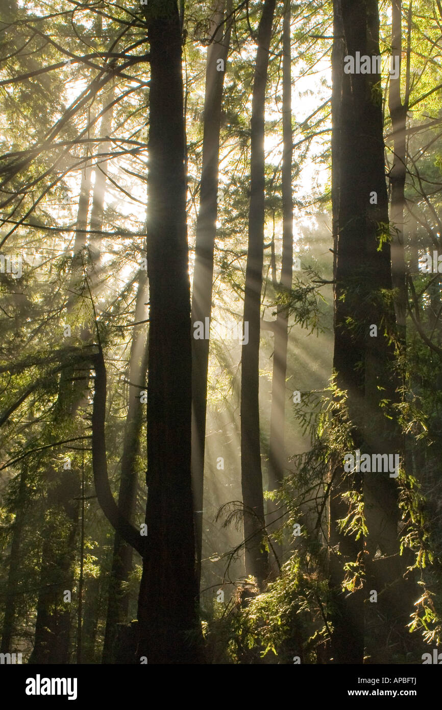 Sunglight through the redwoods Stock Photo