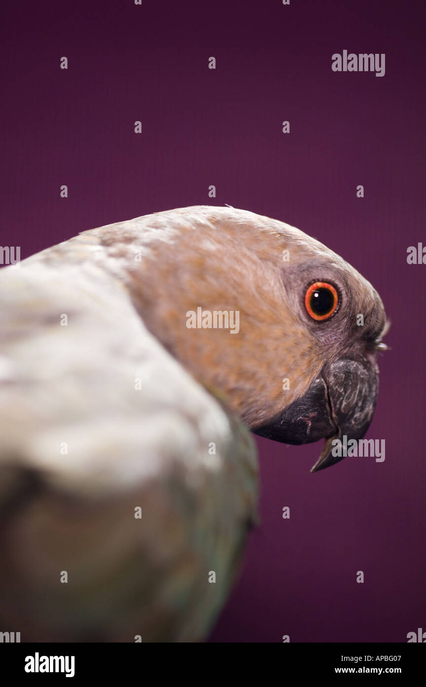 Parrot turning head hi-res stock photography and images - Alamy