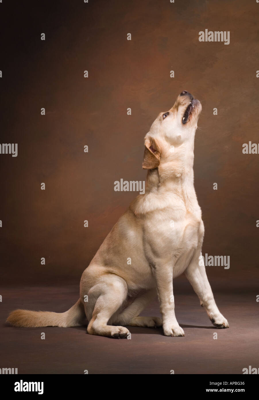 Color vertical image of a yellow labrador retriever with jaw snapped shut and head thrown back on brown studio background Stock Photo