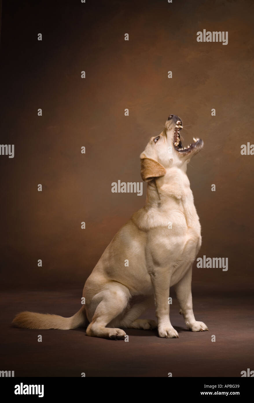 yellow labrador retriever dog in profile snapping at the air with his teeth  on a brown studio background Stock Photo - Alamy