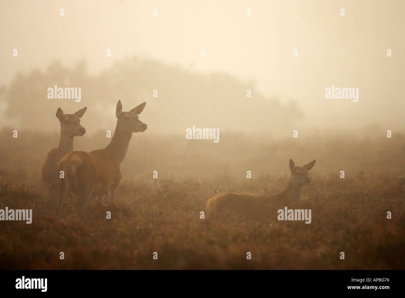 Red deer in mist Stock Photo