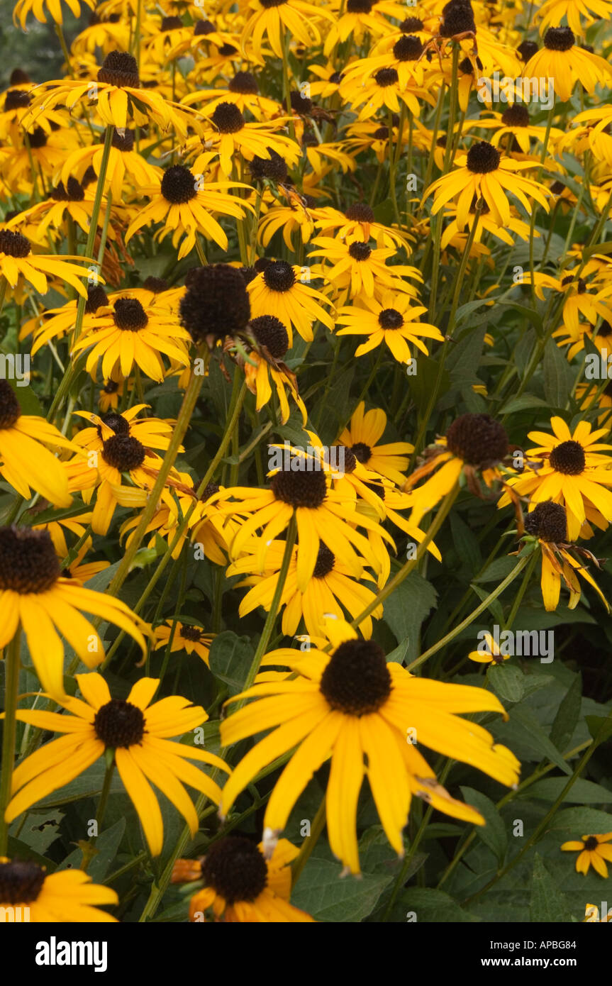 profusion of black eyed susans with their yellow ray floret petals and their conical brown centers visible Stock Photo