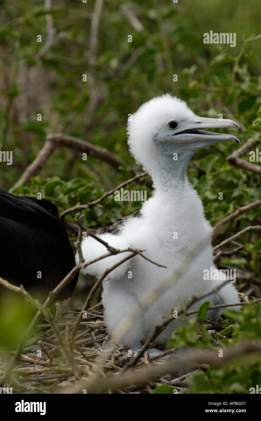 Baby Frigate bird on the march Stock Photo