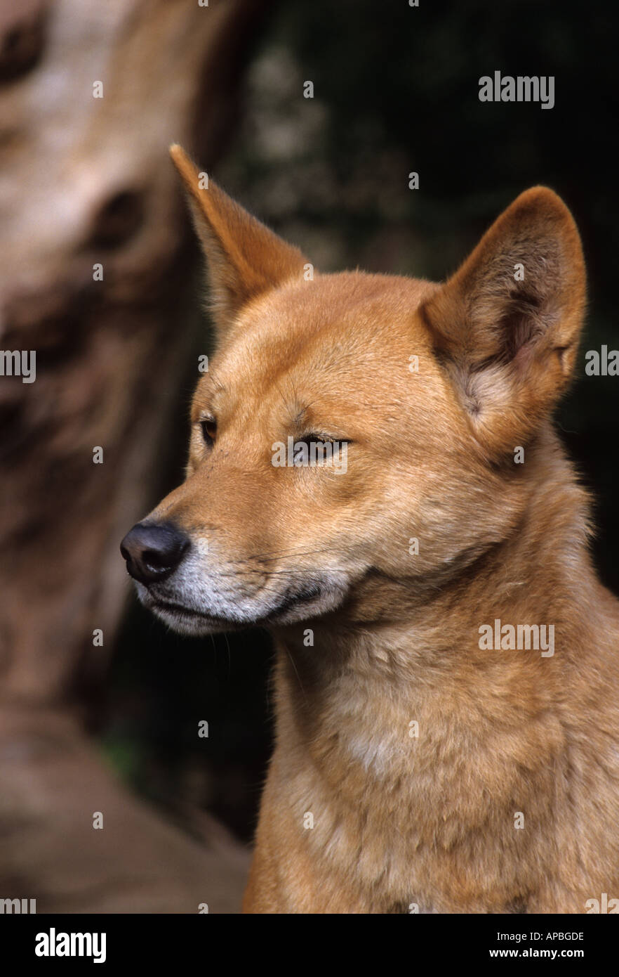 Dingo, Fraser Island, Queensland, Australia Stock Photo Alamy