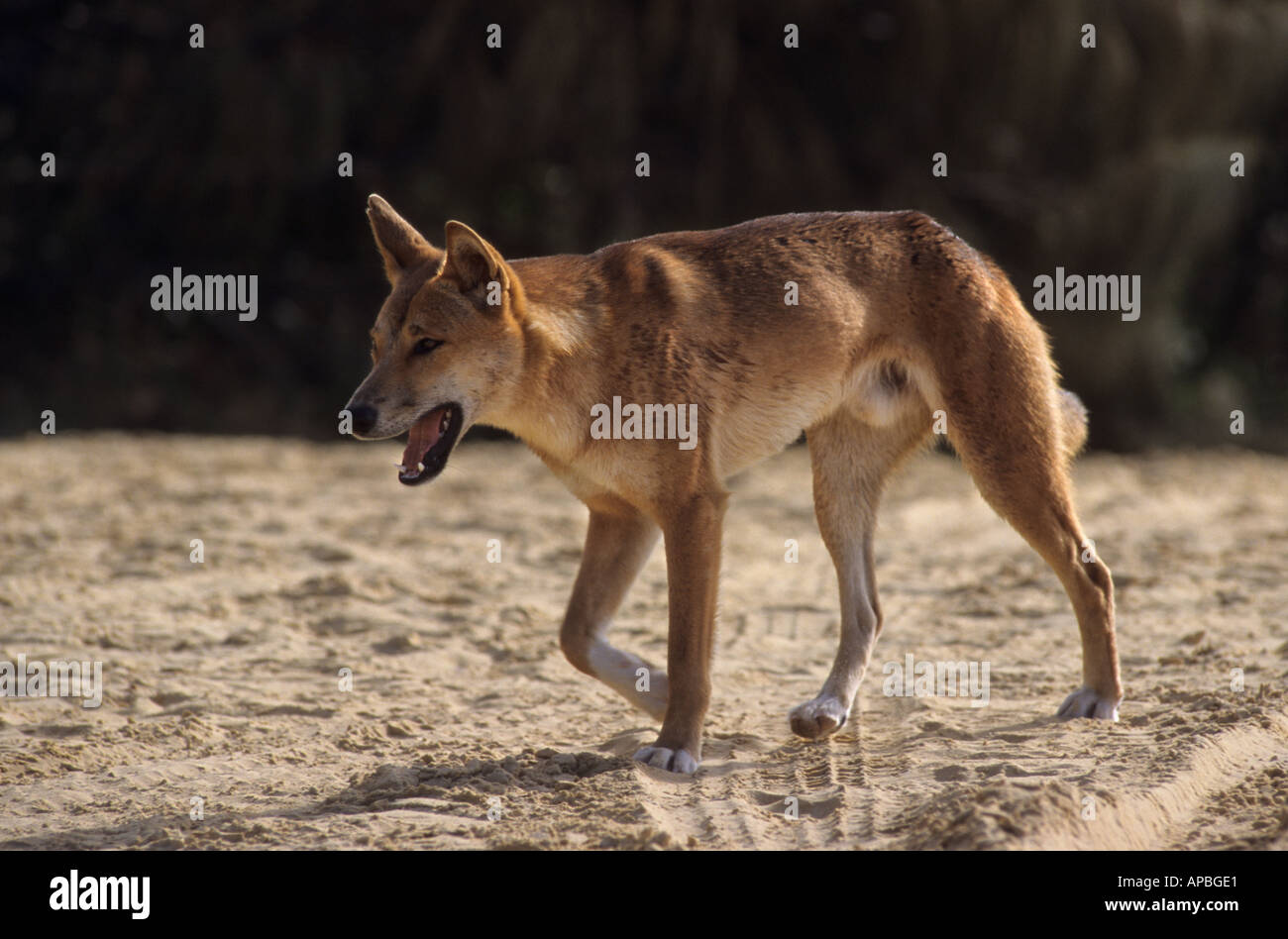 Dingo, Fraser Island, Queensland, Australia Stock Photo Alamy
