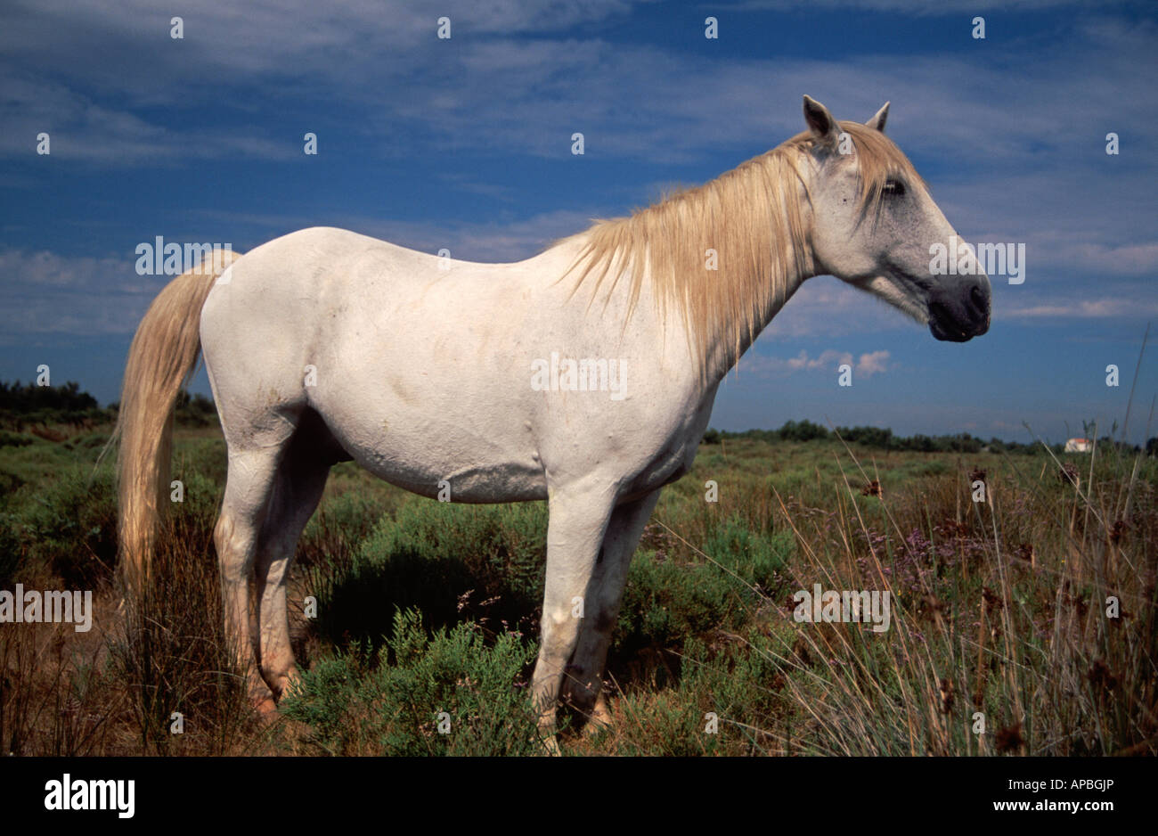 White horse of the Camargue, Provence, South of France Stock Photo